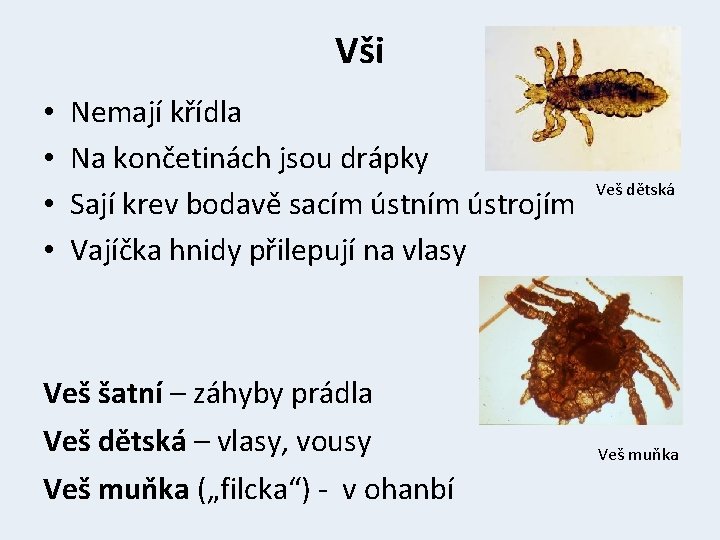 Vši • • Nemají křídla Na končetinách jsou drápky Sají krev bodavě sacím ústním