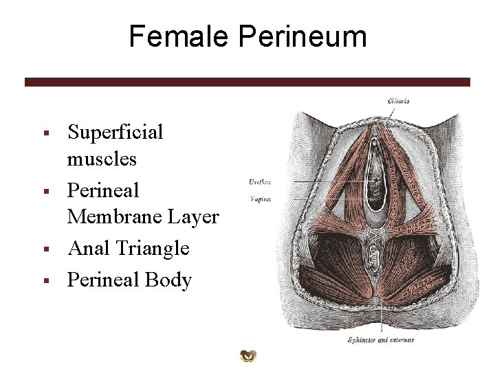 Female Perineum § § Superficial muscles Perineal Membrane Layer Anal Triangle Perineal Body 