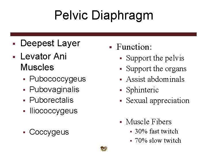 Pelvic Diaphragm § § Deepest Layer Levator Ani Muscles § § § Pubococcygeus Pubovaginalis