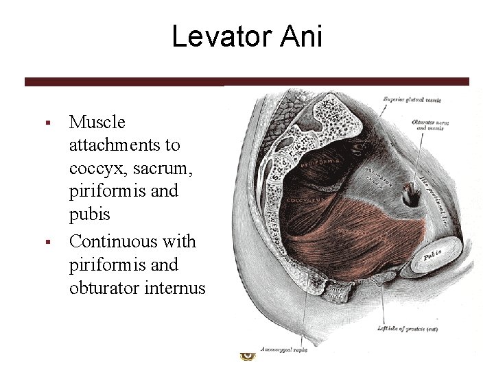 Levator Ani § § Muscle attachments to coccyx, sacrum, piriformis and pubis Continuous with