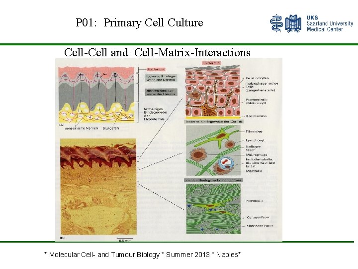 P 01: Primary Cell Culture Cell and Cell Matrix Interactions * Molecular Cell- and