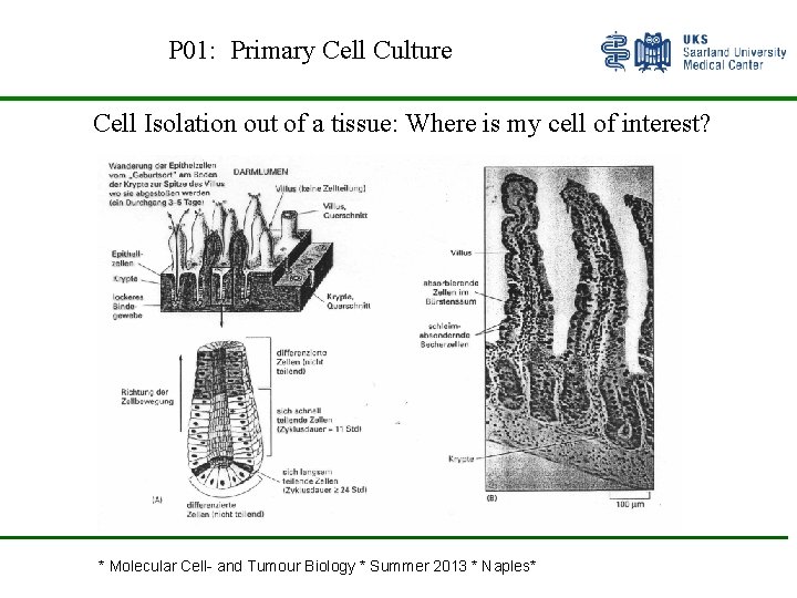 P 01: Primary Cell Culture Cell Isolation out of a tissue: Where is my