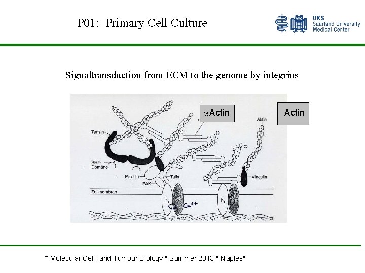 P 01: Primary Cell Culture Signaltransduction from ECM to the genome by integrins Actin