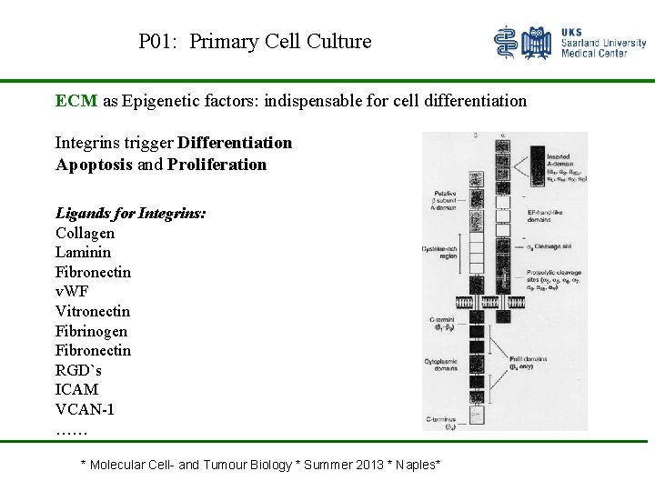 P 01: Primary Cell Culture ECM as Epigenetic factors: indispensable for cell differentiation Integrins