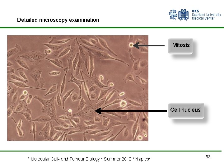 Detailed microscopy examination Mitosis Cell nucleus * Molecular Cell- and Tumour Biology * Summer