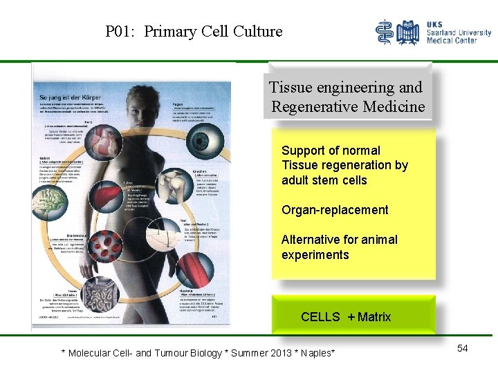 P 01: Primary Cell Culture Tissue engineering and Regenerative Medicine Support of normal Tissue