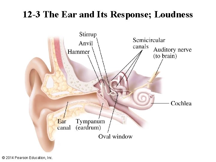 12 -3 The Ear and Its Response; Loudness © 2014 Pearson Education, Inc. 