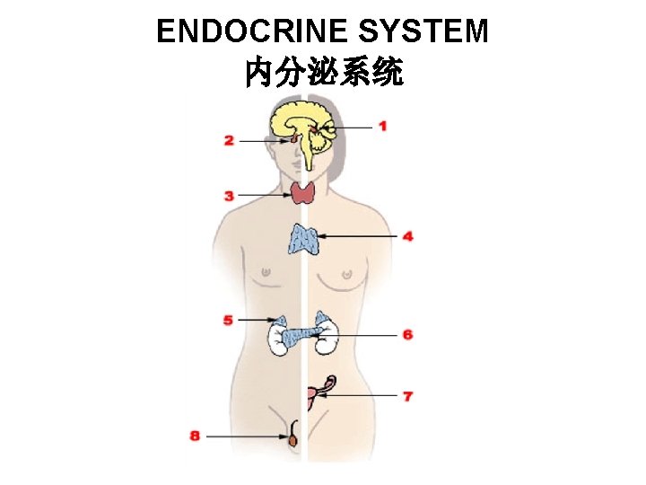 ENDOCRINE SYSTEM 内分泌系统 ENDOCRINE SYSTEM 内分泌系统