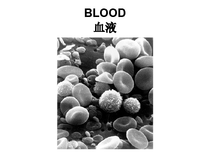 BLOOD 血液 BLOOD 血液