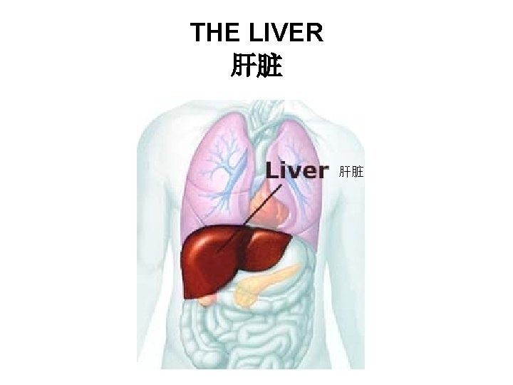 THE LIVER 肝脏 肝脏 THE LIVER 肝脏 肝脏