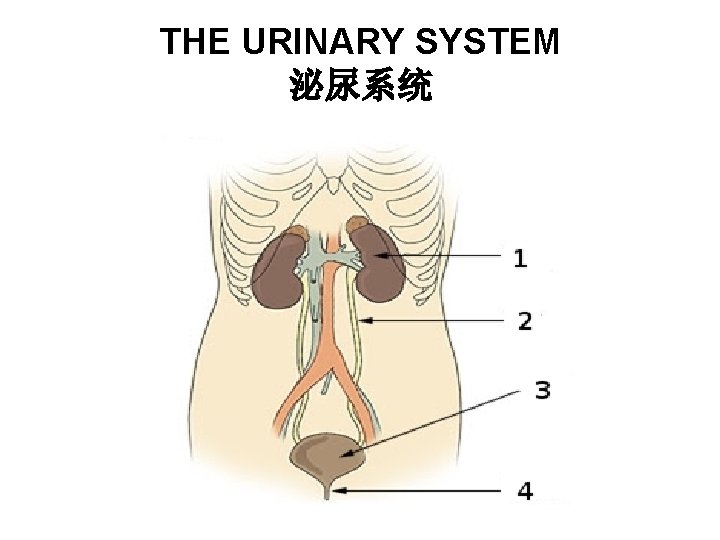 THE URINARY SYSTEM 泌尿系统 THE URINARY SYSTEM 泌尿系统