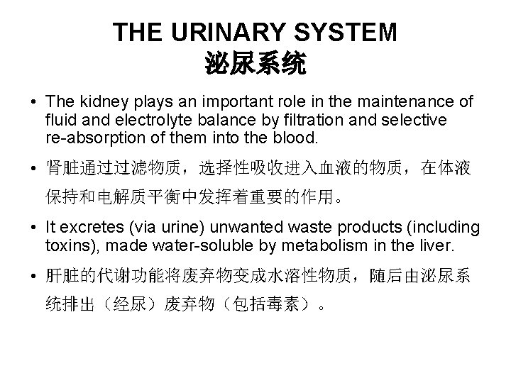 THE URINARY SYSTEM 泌尿系统 • The kidney plays an important role in the maintenance THE URINARY SYSTEM 泌尿系统 • The kidney plays an important role in the maintenance