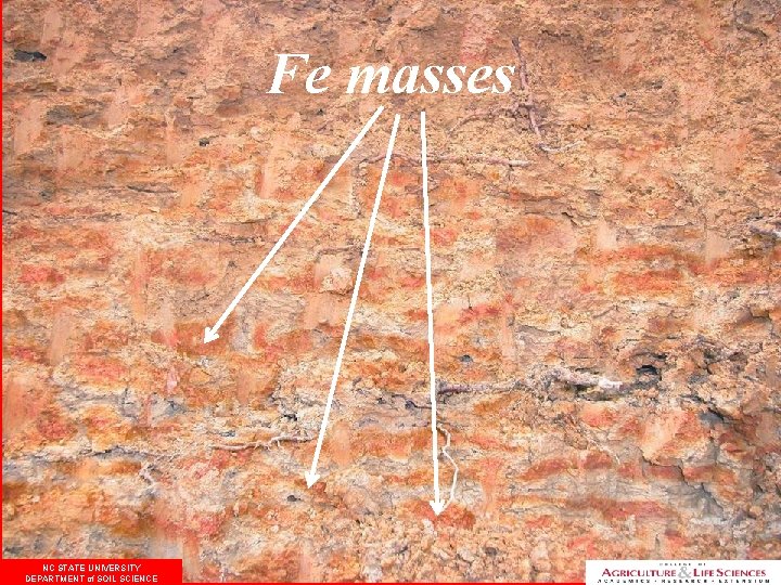 Fe masses NC STATE UNIVERSITY DEPARTMENT of SOIL SCIENCE 