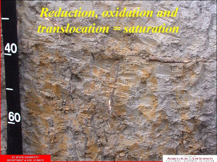Reduction, oxidation and translocation = saturation NC STATE UNIVERSITY DEPARTMENT of SOIL SCIENCE 