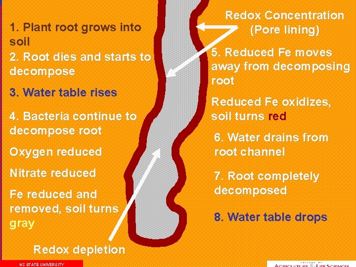 1. Plant root grows into soil 2. Root dies and starts to decompose 3.
