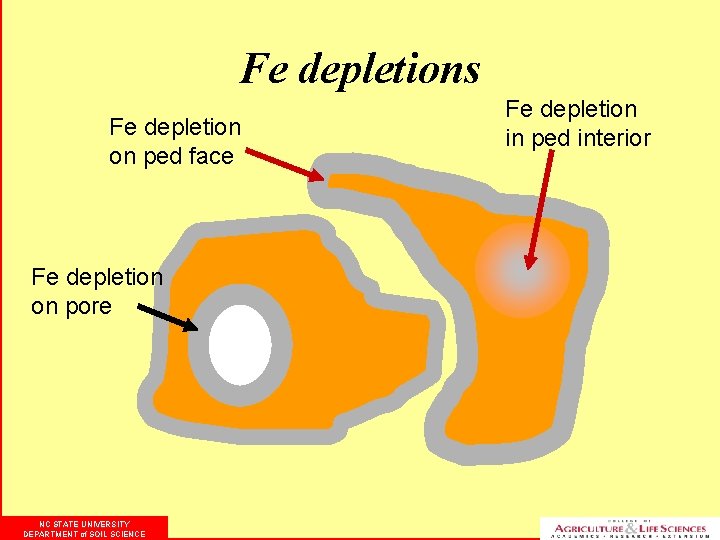 Fe depletions Fe depletion on ped face Fe depletion on pore NC STATE UNIVERSITY