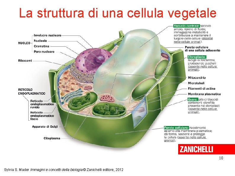 La struttura di una cellula vegetale 10 Sylvia S. Mader Immagini e concetti della La struttura di una cellula vegetale 10 Sylvia S. Mader Immagini e concetti della