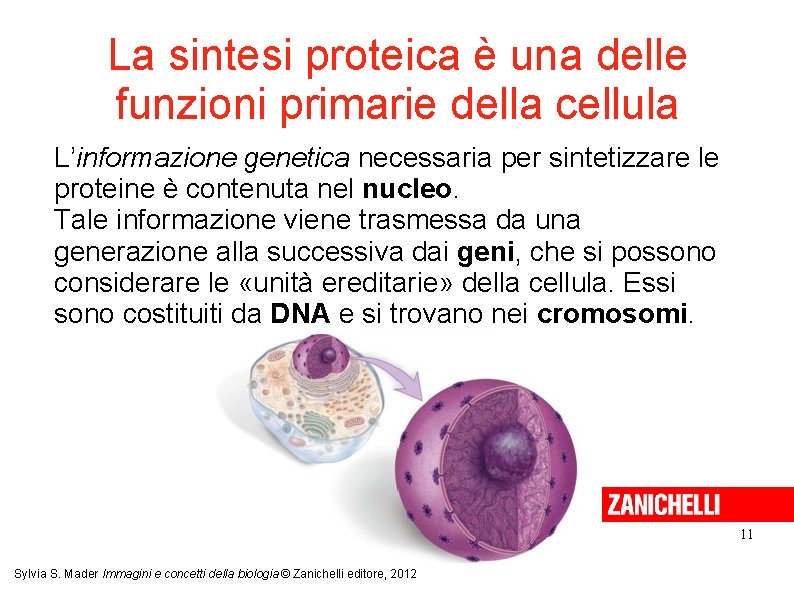 La sintesi proteica è una delle funzioni primarie della cellula L’informazione genetica necessaria per La sintesi proteica è una delle funzioni primarie della cellula L’informazione genetica necessaria per
