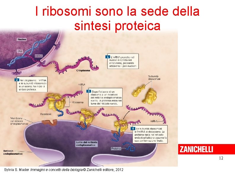 I ribosomi sono la sede della sintesi proteica 12 Sylvia S. Mader Immagini e I ribosomi sono la sede della sintesi proteica 12 Sylvia S. Mader Immagini e