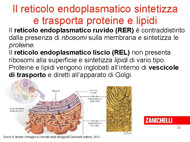 Il reticolo endoplasmatico sintetizza e trasporta proteine e lipidi Il reticolo endoplasmatico ruvido (RER) Il reticolo endoplasmatico sintetizza e trasporta proteine e lipidi Il reticolo endoplasmatico ruvido (RER)