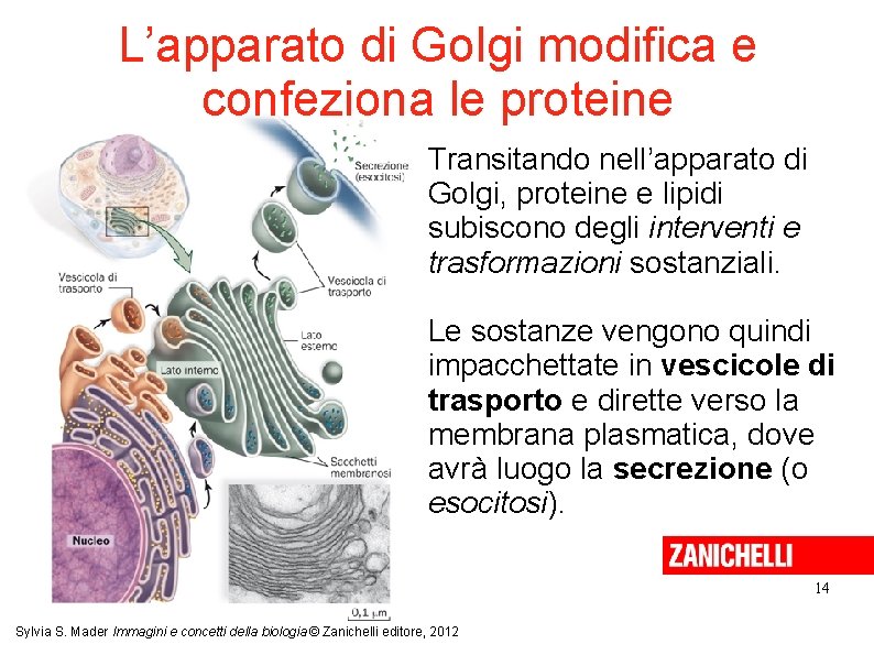 L’apparato di Golgi modifica e confeziona le proteine Transitando nell’apparato di Golgi, proteine e L’apparato di Golgi modifica e confeziona le proteine Transitando nell’apparato di Golgi, proteine e