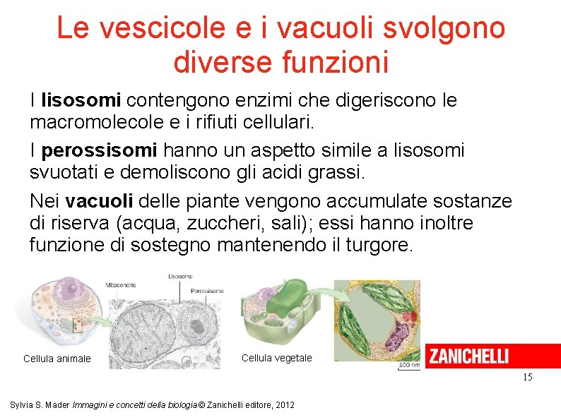 Le vescicole e i vacuoli svolgono diverse funzioni I lisosomi contengono enzimi che digeriscono Le vescicole e i vacuoli svolgono diverse funzioni I lisosomi contengono enzimi che digeriscono