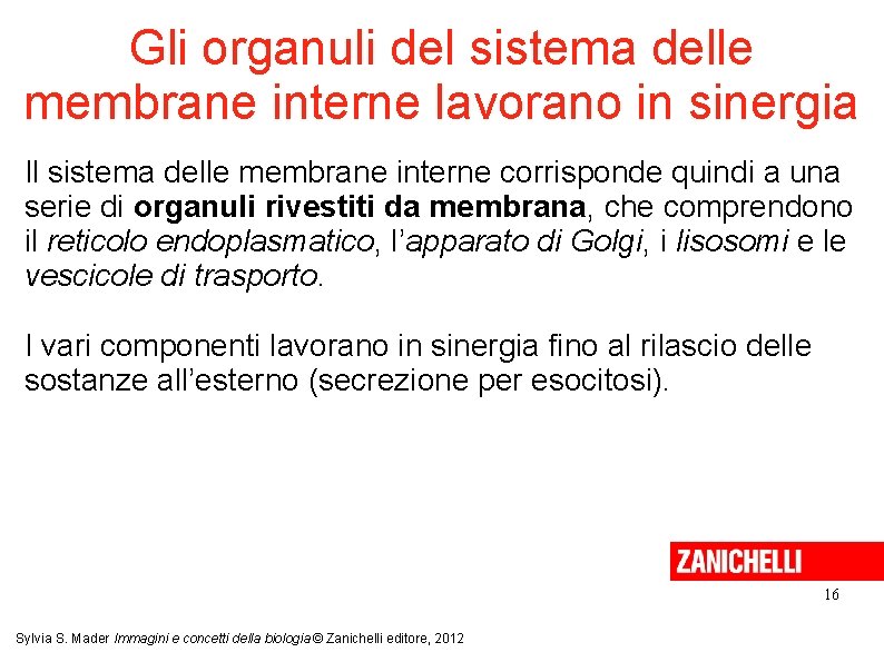 Gli organuli del sistema delle membrane interne lavorano in sinergia Il sistema delle membrane Gli organuli del sistema delle membrane interne lavorano in sinergia Il sistema delle membrane