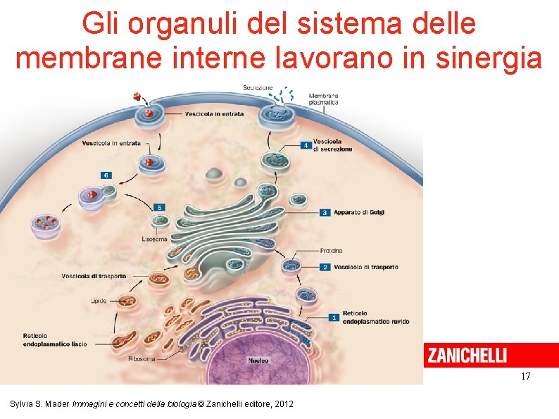 Gli organuli del sistema delle membrane interne lavorano in sinergia 17 Sylvia S. Mader Gli organuli del sistema delle membrane interne lavorano in sinergia 17 Sylvia S. Mader