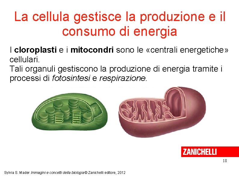 La cellula gestisce la produzione e il consumo di energia I cloroplasti e i La cellula gestisce la produzione e il consumo di energia I cloroplasti e i