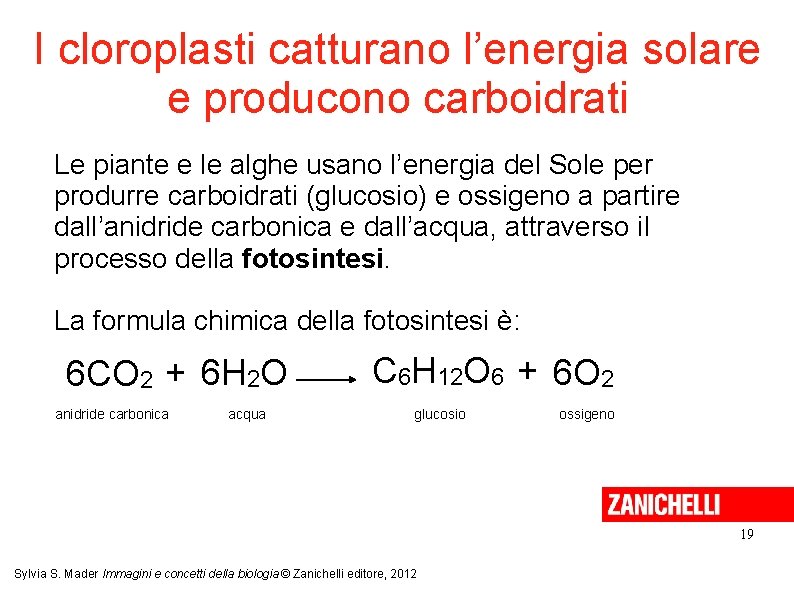I cloroplasti catturano l’energia solare e producono carboidrati Le piante e le alghe usano I cloroplasti catturano l’energia solare e producono carboidrati Le piante e le alghe usano