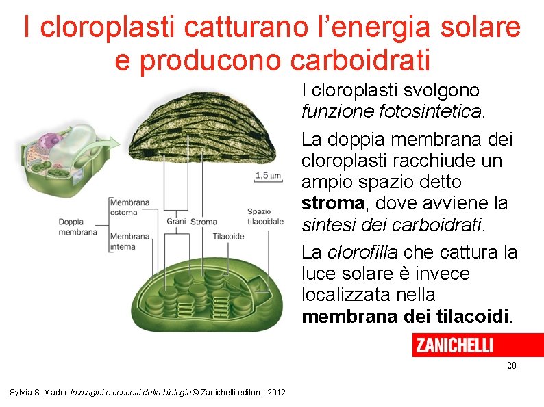I cloroplasti catturano l’energia solare e producono carboidrati I cloroplasti svolgono funzione fotosintetica. La I cloroplasti catturano l’energia solare e producono carboidrati I cloroplasti svolgono funzione fotosintetica. La