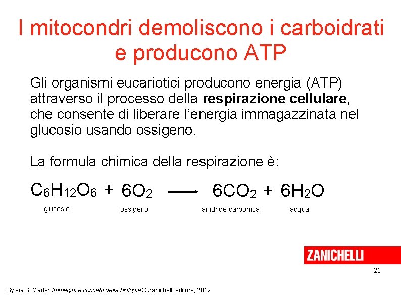 I mitocondri demoliscono i carboidrati e producono ATP Gli organismi eucariotici producono energia (ATP) I mitocondri demoliscono i carboidrati e producono ATP Gli organismi eucariotici producono energia (ATP)