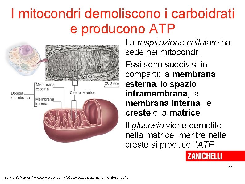 I mitocondri demoliscono i carboidrati e producono ATP La respirazione cellulare ha sede nei I mitocondri demoliscono i carboidrati e producono ATP La respirazione cellulare ha sede nei