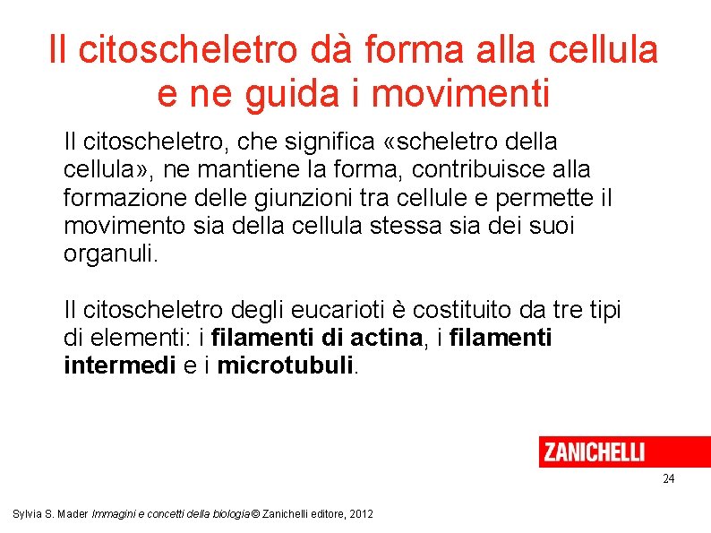Il citoscheletro dà forma alla cellula e ne guida i movimenti Il citoscheletro, che Il citoscheletro dà forma alla cellula e ne guida i movimenti Il citoscheletro, che