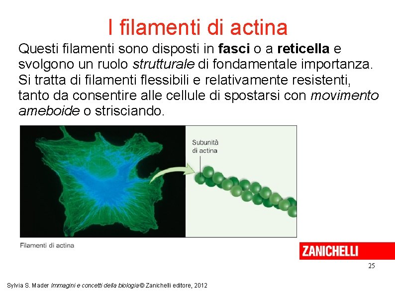 I filamenti di actina Questi filamenti sono disposti in fasci o a reticella e I filamenti di actina Questi filamenti sono disposti in fasci o a reticella e