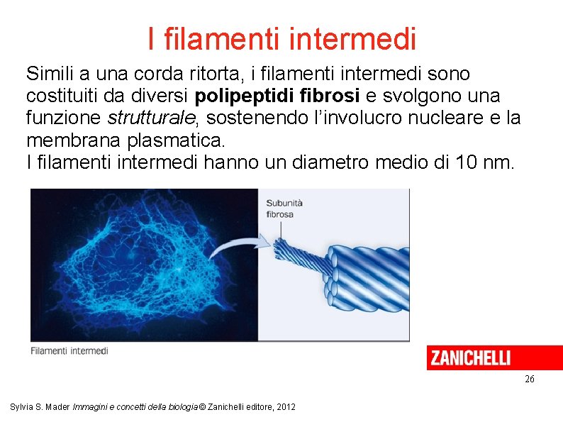 I filamenti intermedi Simili a una corda ritorta, i filamenti intermedi sono costituiti da I filamenti intermedi Simili a una corda ritorta, i filamenti intermedi sono costituiti da