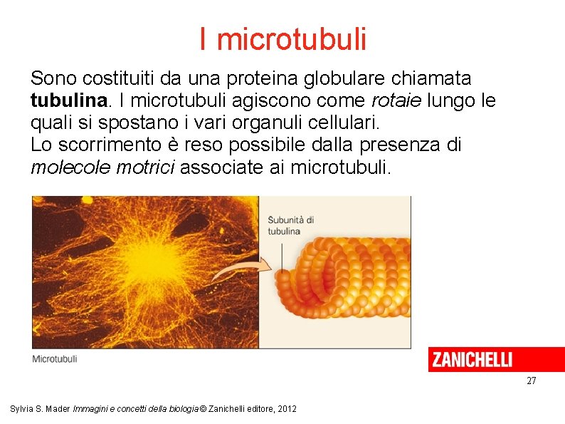I microtubuli Sono costituiti da una proteina globulare chiamata tubulina. I microtubuli agiscono come I microtubuli Sono costituiti da una proteina globulare chiamata tubulina. I microtubuli agiscono come