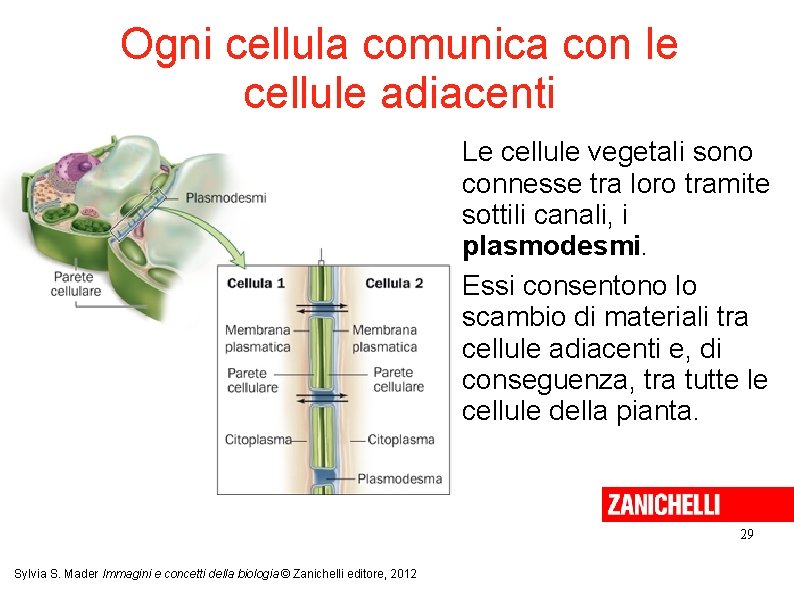 Ogni cellula comunica con le cellule adiacenti Le cellule vegetali sono connesse tra loro Ogni cellula comunica con le cellule adiacenti Le cellule vegetali sono connesse tra loro