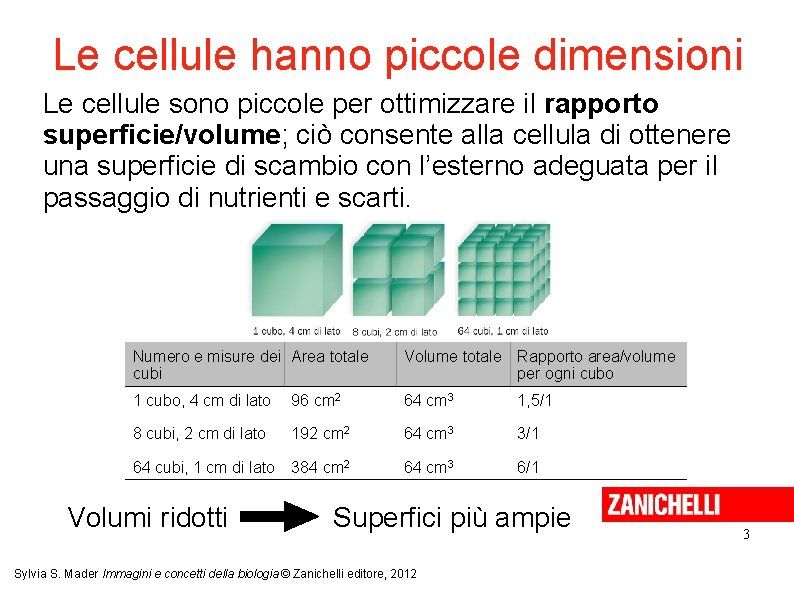 Le cellule hanno piccole dimensioni Le cellule sono piccole per ottimizzare il rapporto superficie/volume; Le cellule hanno piccole dimensioni Le cellule sono piccole per ottimizzare il rapporto superficie/volume;