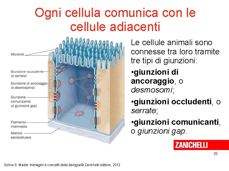 Ogni cellula comunica con le cellule adiacenti Le cellule animali sono connesse tra loro Ogni cellula comunica con le cellule adiacenti Le cellule animali sono connesse tra loro