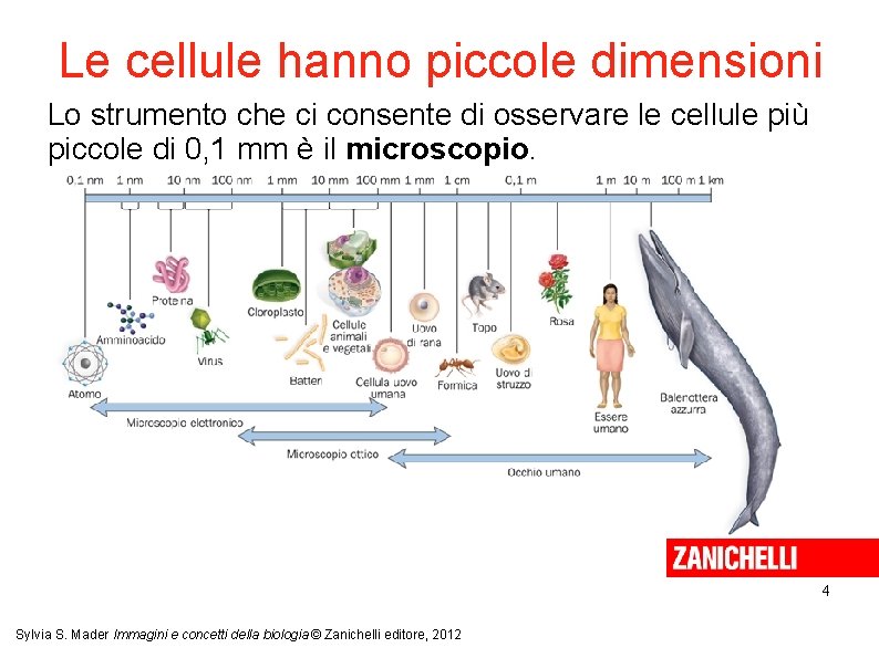 Le cellule hanno piccole dimensioni Lo strumento che ci consente di osservare le cellule Le cellule hanno piccole dimensioni Lo strumento che ci consente di osservare le cellule
