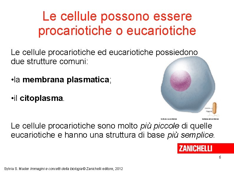 Le cellule possono essere procariotiche o eucariotiche Le cellule procariotiche ed eucariotiche possiedono due Le cellule possono essere procariotiche o eucariotiche Le cellule procariotiche ed eucariotiche possiedono due