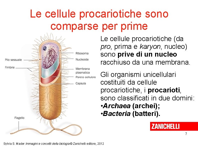 Le cellule procariotiche sono comparse per prime Le cellule procariotiche (da pro, prima e Le cellule procariotiche sono comparse per prime Le cellule procariotiche (da pro, prima e