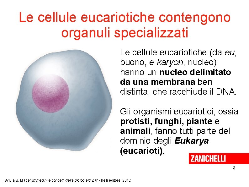 Le cellule eucariotiche contengono organuli specializzati Le cellule eucariotiche (da eu, buono, e karyon, Le cellule eucariotiche contengono organuli specializzati Le cellule eucariotiche (da eu, buono, e karyon,