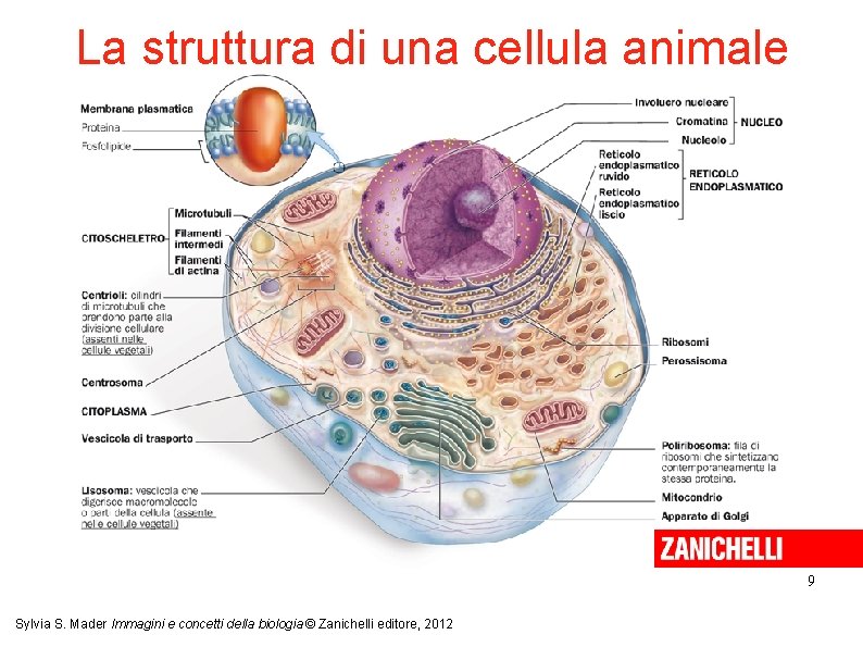 La struttura di una cellula animale 9 Sylvia S. Mader Immagini e concetti della La struttura di una cellula animale 9 Sylvia S. Mader Immagini e concetti della