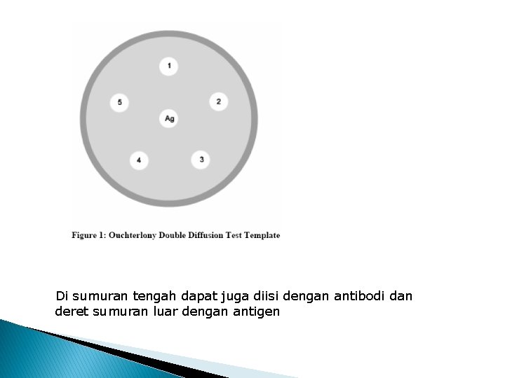 Di sumuran tengah dapat juga diisi dengan antibodi dan deret sumuran luar dengan antigen