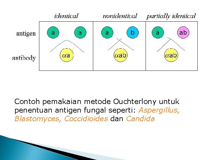 Contoh pemakaian metode Ouchterlony untuk penentuan antigen fungal seperti: Aspergillus, Blastomyces, Coccidioides dan Candida