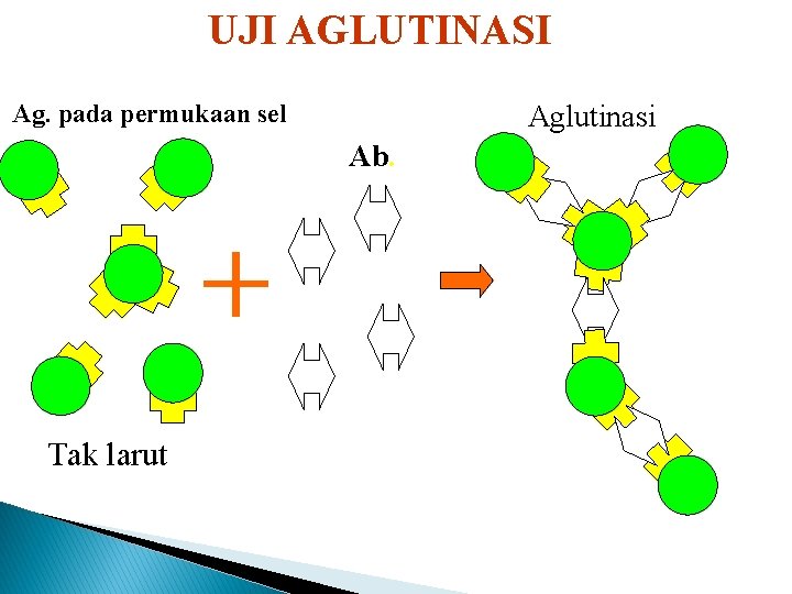 UJI AGLUTINASI Ag. pada permukaan sel Aglutinasi Ab. Tak larut 