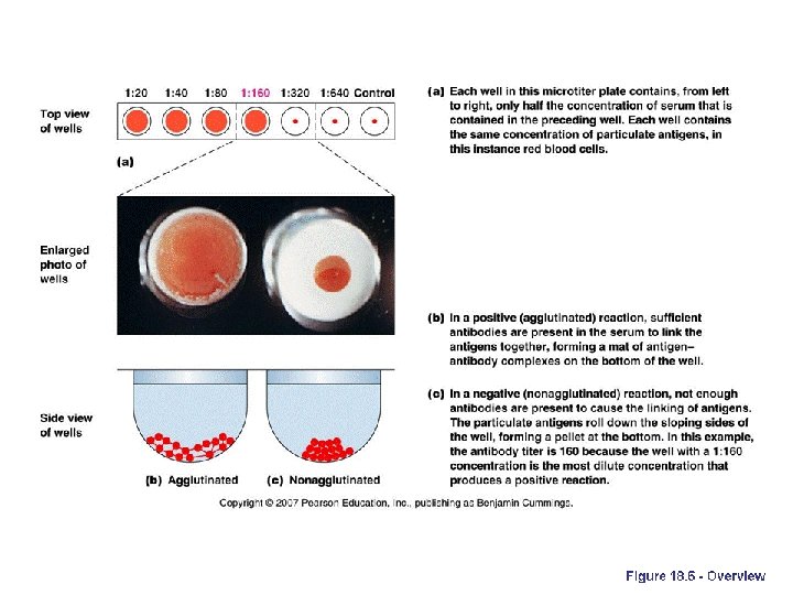 Bacterial Agglutination refer to Figure 7 -1 � 1. Uses direct whole pathogens to