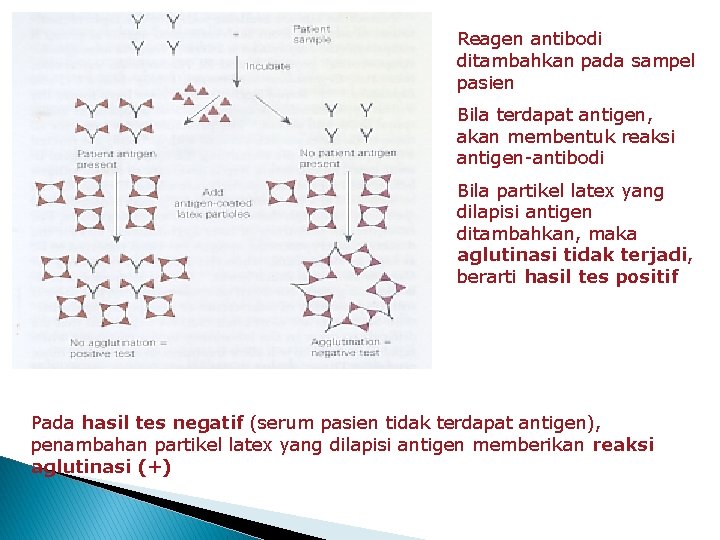 Reagen antibodi ditambahkan pada sampel pasien Bila terdapat antigen, akan membentuk reaksi antigen-antibodi Bila